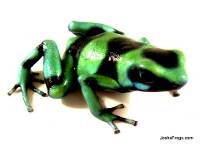 Dendrobates auratus 'Nicaraguan Green & Black' TADPOLE - Green and Black Poison Dart Frog