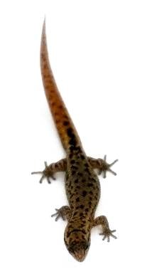 Puerto Rican Crescent Gecko - Sphaerodactylus nicholsi (unsexed)