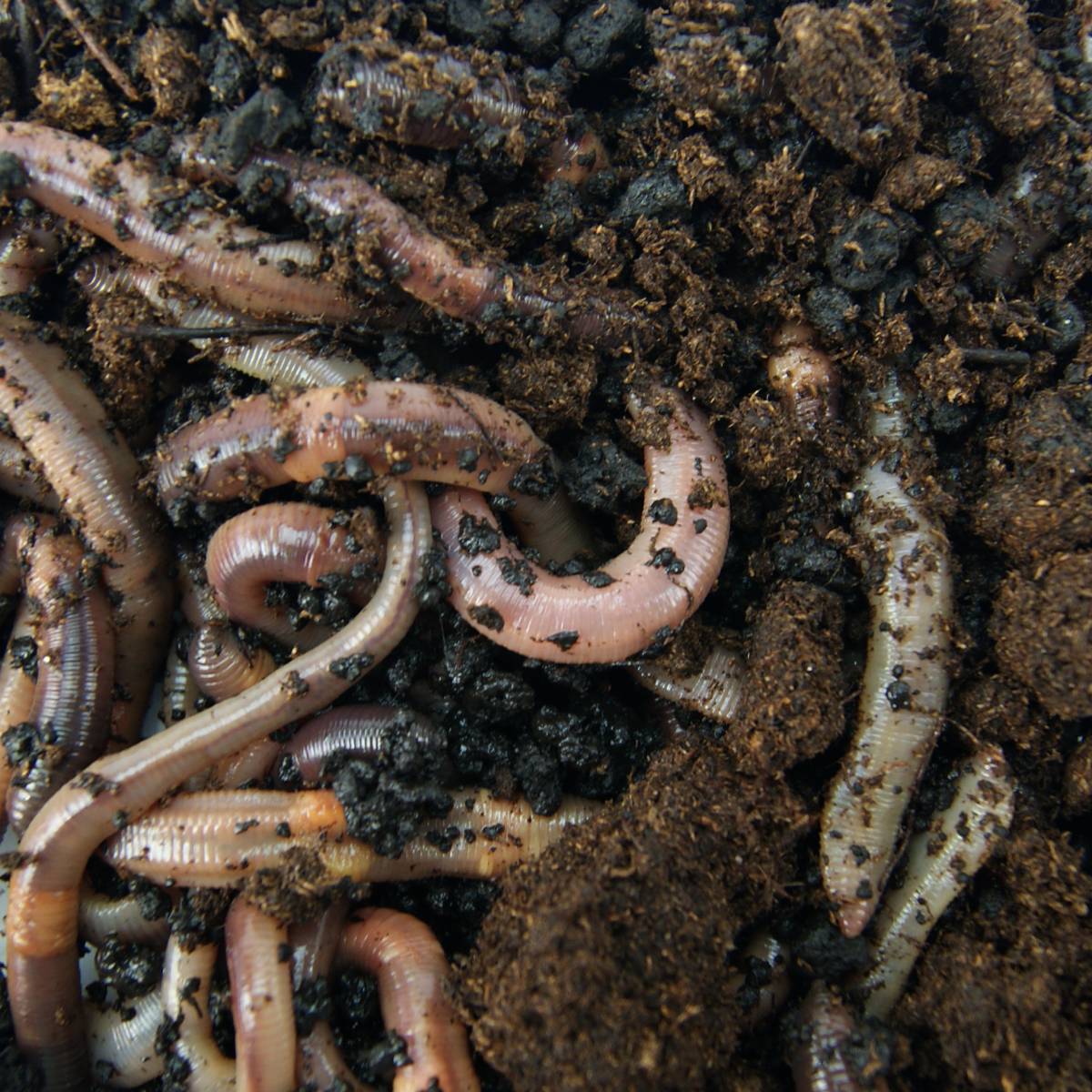  500 Big Canadian Nightcrawler Worms for Fishing in