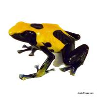 Dendrobates tinctorius 'Nikita' TADPOLE - Green and Black Poison Dart Frog