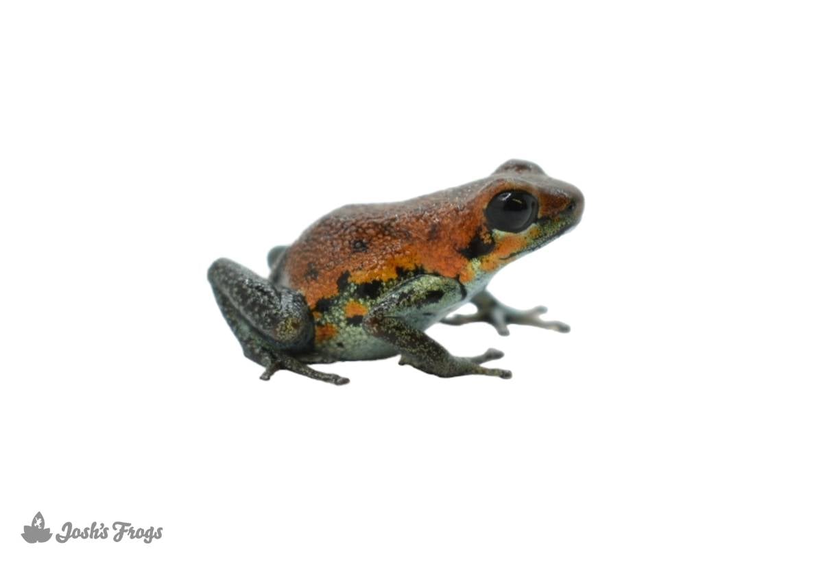 Oophaga pumilio 'Nicky' - Strawberry Poison Frog (Captive Bred)