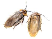 Adult Female Orange Head Roach