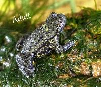 WHOLESALE Fire-Bellied Toad - Bombina orientalis (Captive Bred)