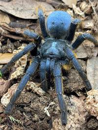 Vietnam Silver Tarantula - Ornithoctoninae sp. 'Vietnam Silver' | 1/2-3/4 inch (Captive bred)