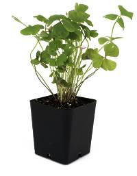 Oxalis articulata 'Pink Pillow'™