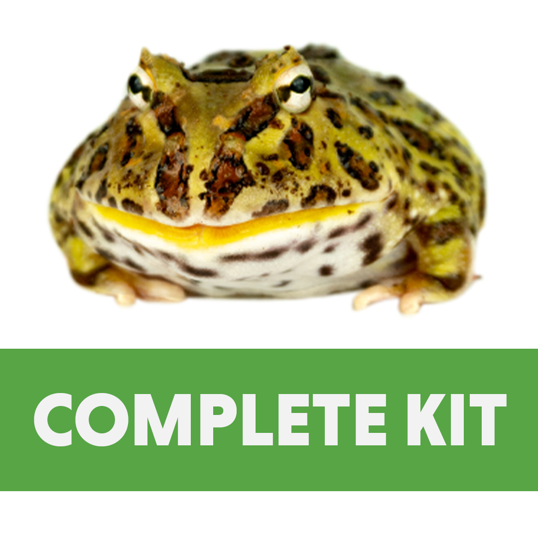 Pac-Man Frog Complete Habitat Kit (18x18x12)