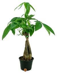 Pachira aquatica - Braided Bonsai Money Tree (4" pot)