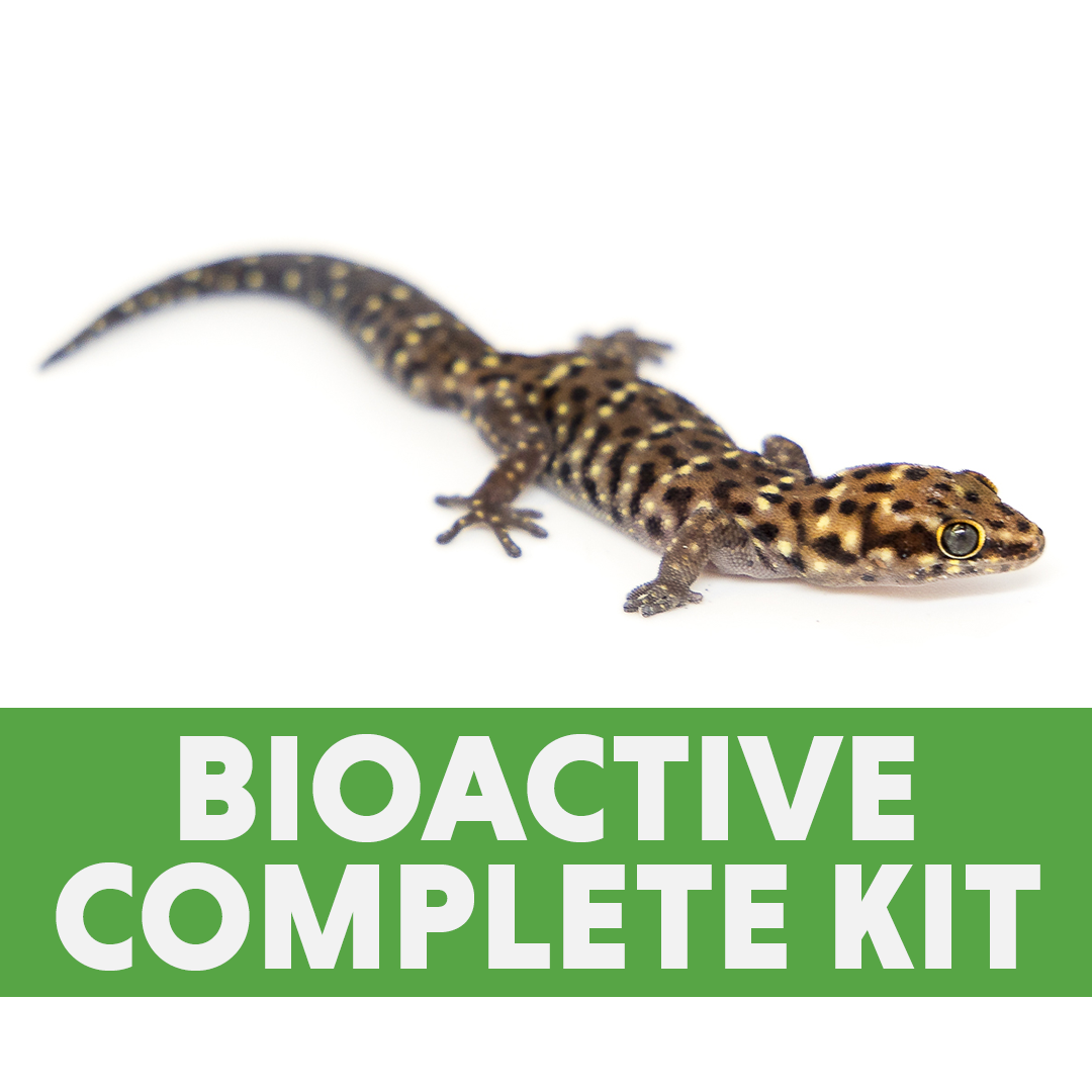 Pachydactylus Gecko BIOACTIVE Complete Kit (24x18x18)