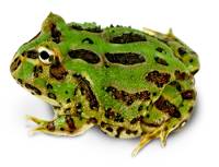 Assorted PacMan Frog - Petco 1" minimum