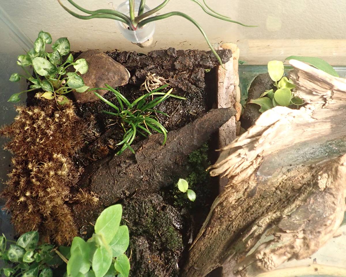 Paludarium top view - partition between land and water