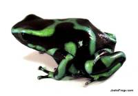 Dendrobates auratus 'Panamanian Green & Black' (Captive Bred) - Green and Black Poison Dart Frog