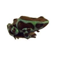 Dendrobates auratus 'Panamanian Green & Bronze' (Captive Bred) - Green and Black Poison Dart Frog