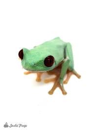 Panamanian Red-Eyed Tree Frog - Agalychnis callidryas (Captive Bred)