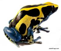 Dendrobates tinctorius 'Patricia' TADPOLE - Dyeing Poison Arrow Frog