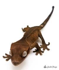 Crested Gecko - Correlophus ciliatus 'Patternless' (Keeper's Choice)
