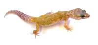 Patternless Leopard Gecko - Eublepharis macularius (Captive Bred)