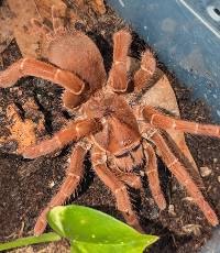 King Baboon Tarantula - Pelinobius muticus | 3/4-1 inch (Captive Bred)