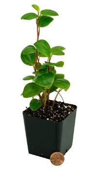 Peperomia blanda var. floribunda