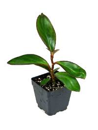 Peperomia clusiifolia