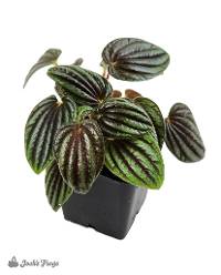 Peperomia 'Fuzzy Mystery'