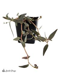 Peperomia jamesoniana