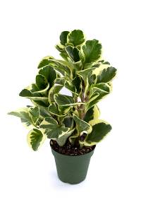 Peperomia obtusifolia variegata (Grower's Choice - 4" pot)