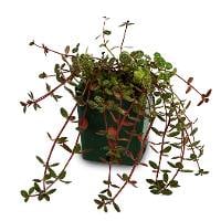 Peperomia rubella 