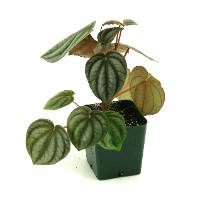 Peperomia turboensis