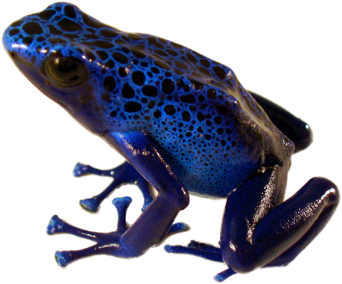 Posterazzi Blue Poison Dart Frog (Dendrobates Tinctorius) Alberta