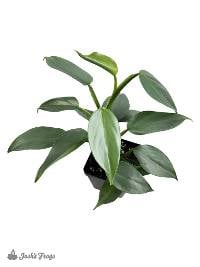 Philodendron hastatum 'Silver Sword' (4 inch pot)