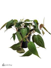 Philodendron hederaceum 'Micans' (4 inch pot)
