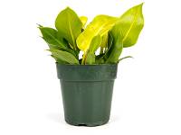 Philodendron 'Moonlight' (6" pot)
