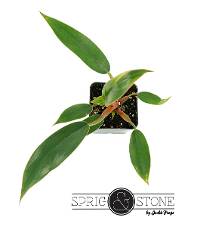 Philodendron 'Pincushion'