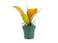 Philodendron 'Prince of Orange' (4 inch pot)