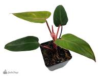 Philodendron sp. 'Lincoln Park Zoo' (4 inch pot)
