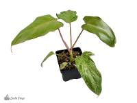 Philodendron sp. 'Paraiso Verde'
