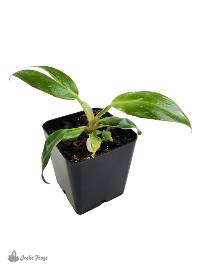 Philodendron sp. 'White Princess' 