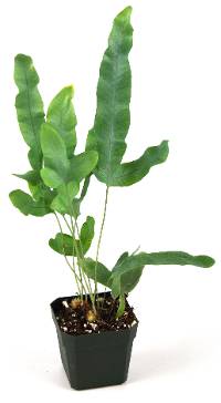 Phlebodium pseudoaureum 'Virginia Blue Rabbit's Foot Fern'