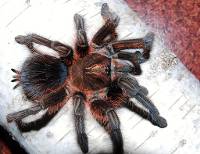 Red Island Birdeater Tarantula - Phormictopus atrichomatus | 1+ inch (Captive Bred)