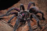 Neon Pink Birdeater Tarantula - Phormictopus sp. 'Bayahibe' | 1.5-2 inch (Captive Bred)