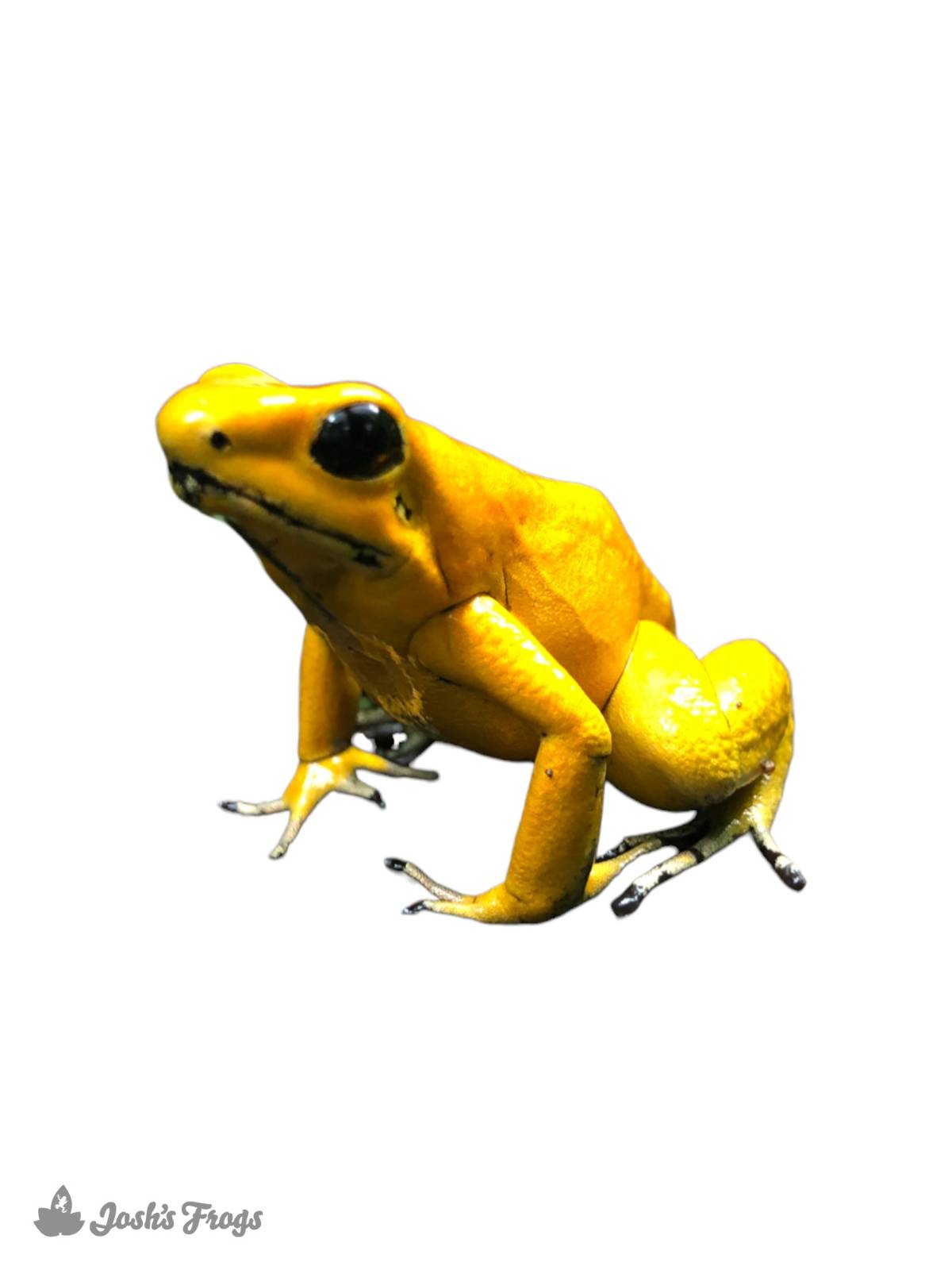 Phyllobates terribilis 'Orange' - Golden Poison Dart Frog (Captive