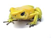 Phyllobates terribilis 'Yellow' TADPOLE - Golden Poison Dart Frog