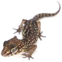 Pictus Ground Gecko - Paroedura pictus (Captive Bred)