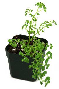 Pilea microphylla 'Artillery'