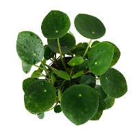 Pilea peperomioides - Chinese Money Plant 4" Pot