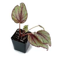 Begonia 'Pink Pop'
