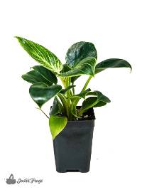 Philodendron (Grower's Choice)
