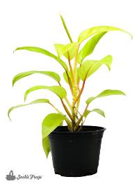 Philodendron (Grower's Choice - 4" Pot)