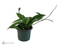 Hoya pubicalyx (4" Pot) 