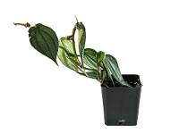 Philodendron 'Burle Marx Fantasy' (4" Pot)